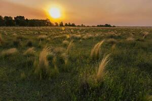 Pampas grass landscape at sunset, La Pampa Province,  Argentina photo