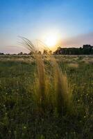 Pampas grass landscape at sunset, La Pampa Province,  Argentina photo