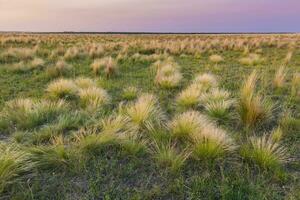 Pampas grass landscape at sunset, La Pampa Province,  Argentina photo