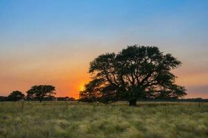 Pampas tree landscape at sunset,  La Pampa Province,  Argentina photo