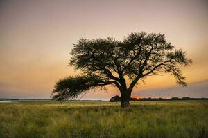 Pampas tree landscape at sunset,  La Pampa Province,  Argentina photo