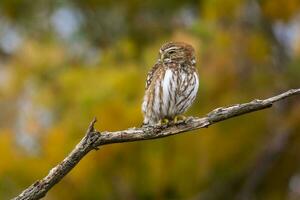 Ferruginous Pygmy owl, Glaucidium brasilianum, Calden forest, La Pampa Province, Patagonia, Argentina. photo