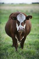 Cow portrait in Pampas Landscape, La Pampa Province, Patagonia, Argentina. photo