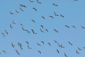 Chilean Flamingos flock in flight , Patagonia, Argentina. photo