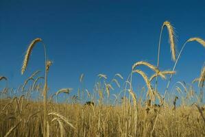 Wheat field in Pampas countryside, La Pampa Province, Patagonia, Argentina photo