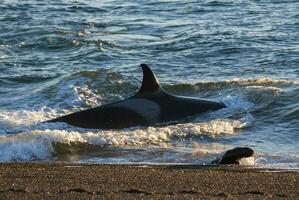 asesino ballena, orca, caza un mar león cachorro, península Valdés, Patagonia argentina foto