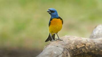 Blue and yellow tanager, Pa Pampa Province, Patagonia, Argentina. photo