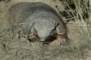 armadillo en Desierto ambiente, península Valdés, Patagonia, argentina. foto