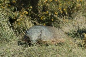 armadillo en Desierto ambiente, península Valdés, Patagonia, argentina. foto