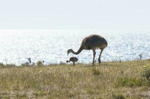 Lesser Rhea, Peninsula Valdes, Chubut Province, Patagonia, Argentina. photo