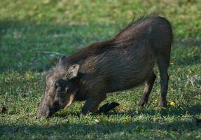 Wharthog grazing, Kruger National Park, South Africa photo