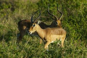 impala pasto , kruger nacional parque, sur África foto