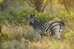 Common Zebra, Kruger National Park, South  Africa. photo