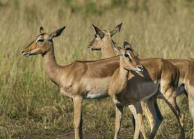 Nyala antelope male and female , Kruger National Park, South Africa photo