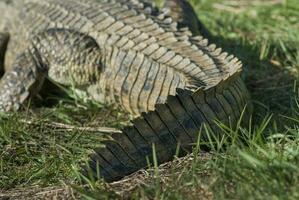 Nile cocodrile, Kruger National Park , South Africa. photo