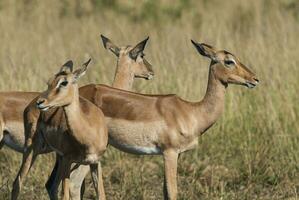 Nyala antelope male and female , Kruger National Park, South Africa photo