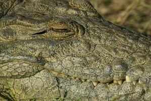 Nile cocodrile, Kruger National Park , South Africa. photo