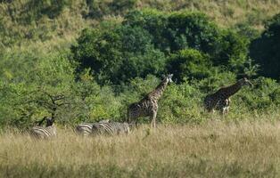 jirafa kruger nacional parque sur África. foto