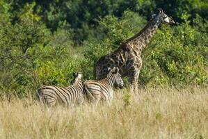 jirafa y cebras, kruger nacional parque, sur África. foto