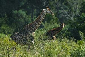 jirafa kruger nacional parque sur África. foto