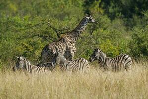 jirafa y cebras, kruger nacional parque, sur África. foto