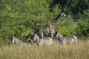 Giraffe Kruger National Park South Africa. photo