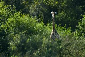 jirafa y cebras, kruger nacional parque, sur África. foto