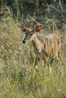 Nyala antelope male and female , Kruger National Park, South Africa photo