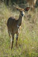 nyala antílope masculino y hembra , kruger nacional parque, sur África foto