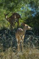 nyala antílope masculino y hembra , kruger nacional parque, sur África foto