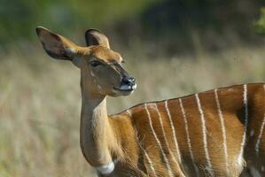 Nyala antelope male and female , Kruger National Park, South Africa photo