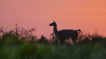 guanacos a atardecer, Lihue Calel nacional parque, la pampa, argentina foto