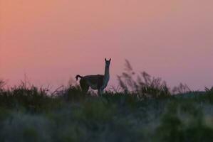 Guanacos at sunset, Lihue Calel National Park,  La Pampa, Argentina photo