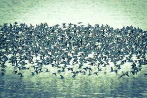 Birds flock flight background , Patagonia, Argentina photo