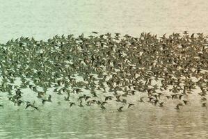 aves rebaño vuelo antecedentes , Patagonia, argentina foto