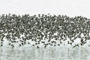 Birds flock flight background , Patagonia, Argentina photo