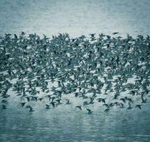 Birds flock flight background , Patagonia, Argentina photo