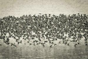 Birds flock flight background , Patagonia, Argentina photo