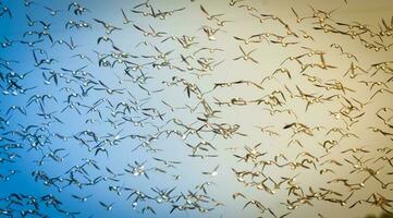 Birds flock flight background , Patagonia, Argentina photo