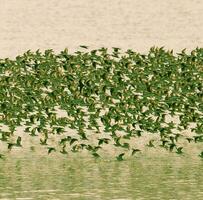 aves rebaño vuelo antecedentes , Patagonia, argentina foto