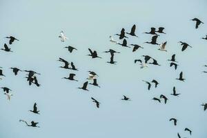 Flock of birds, La Pampa Province, Patagonia , Argentina photo