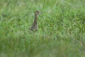 Spotted tinamou in Pampas grassland, La Pampa Province, Patagonia,  Argentina photo