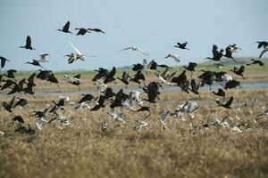 rebaño de aves, la pampa provincia, Patagonia , argentina foto