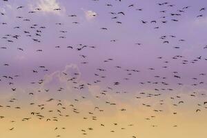 aves rebaño vuelo antecedentes , Patagonia, argentina foto