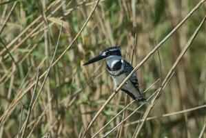 Pied kingfisher, Kruger National Park, South Africa photo