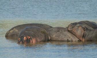 HIPPOPOTAMUS AMPHIBIUS in waterhole, Kruger National park,South Africa photo