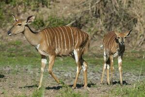 Nyala antelope male and female , Kruger National Park, South Africa photo
