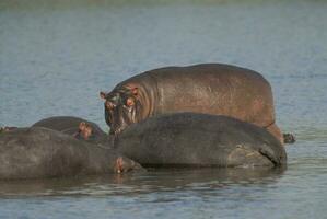 HIPPOPOTAMUS AMPHIBIUS in waterhole, Kruger National park,South Africa photo