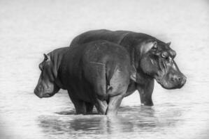 hipopótamo anfibio en pozo de agua, kruger nacional parque, sur África foto