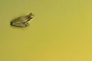 Montevideo Treefrog, Hyla Pulchela,  La Pampa, Patagonia,Argentina. photo